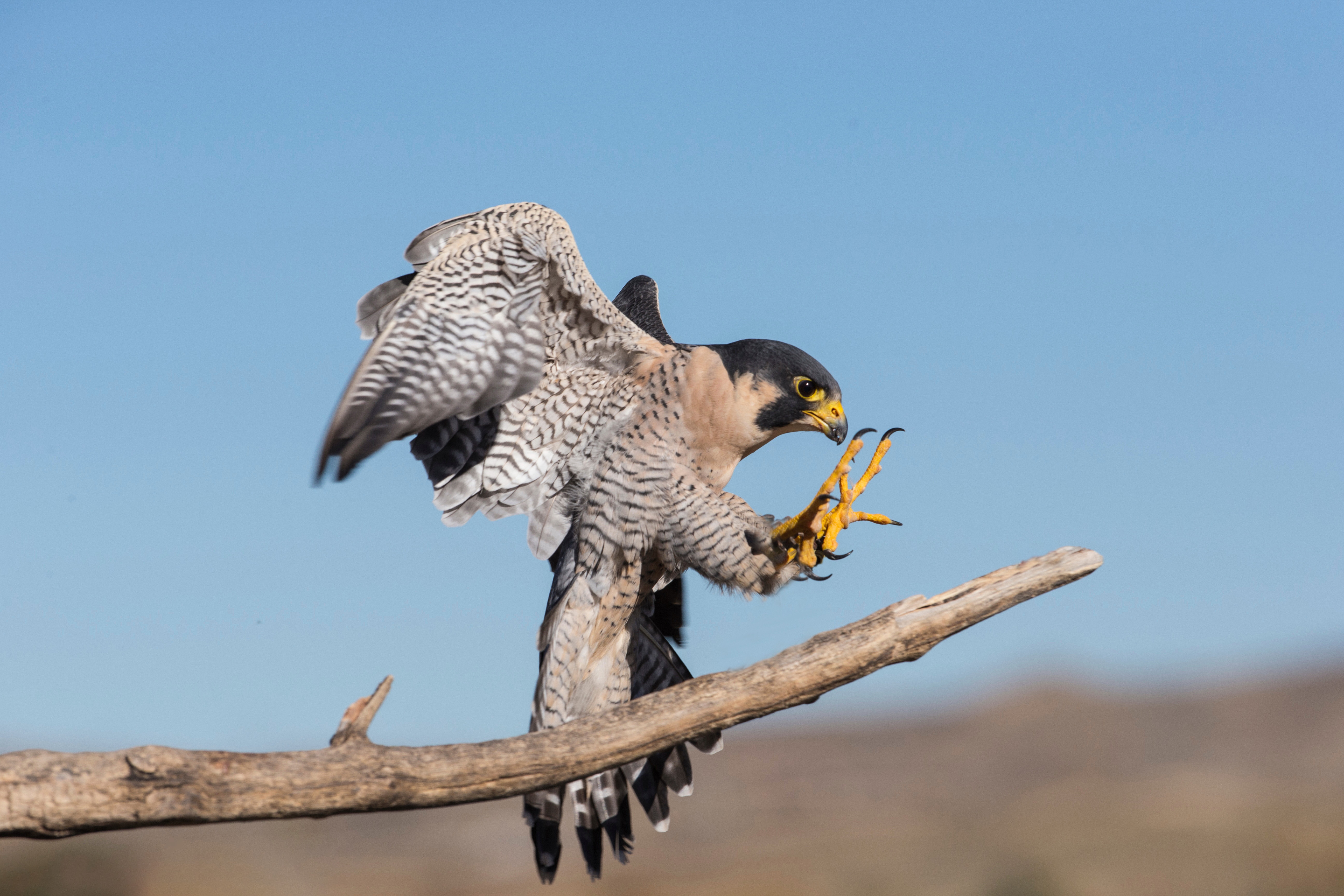 argovpn falcon